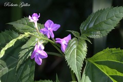 Bouchea pseudogervao