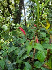 Centropogon costaricae