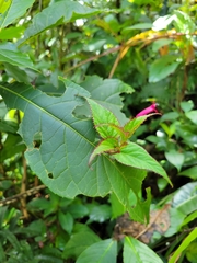 Centropogon costaricae