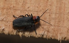 Cantharis reichei