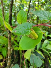 Centropogon costaricae