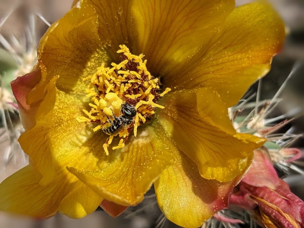 Ashmeadiella from Waddell, AZ 85355, USA on April 09, 2022 at 0229 PM