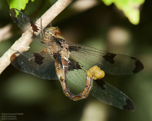 Prince Baskettail photographed in Tennessee