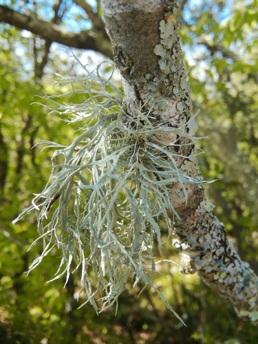 stužkovec pomúčený (Ramalina farinacea)