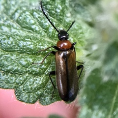 Pedilus inconspicuus