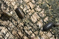 Armadillidium vulgare