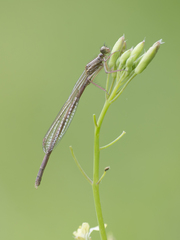 Platycnemis acutipennis