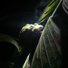 Agalychnis moreletii