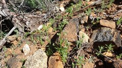 Cryptantha microstachys