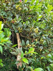 Vaccinium poasanum