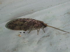 Wesmaelius subnebulosus