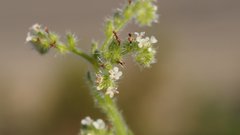 Cryptantha microstachys