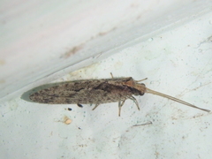 Wesmaelius subnebulosus