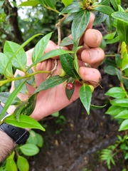 Vaccinium poasanum