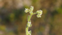 Cryptantha microstachys