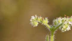 Cryptantha microstachys