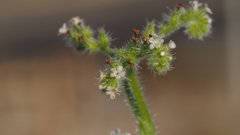Cryptantha microstachys