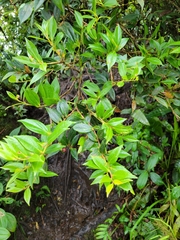 Vaccinium poasanum