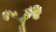 Cryptantha microstachys