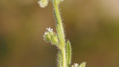 Cryptantha microstachys