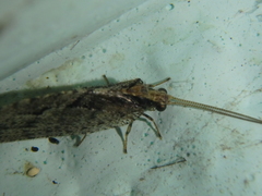 Wesmaelius subnebulosus