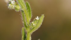 Cryptantha microstachys