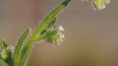Cryptantha microstachys