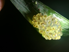 Agalychnis moreletii