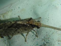 Wesmaelius subnebulosus