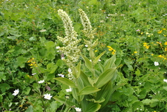 Veratrum grandiflorum