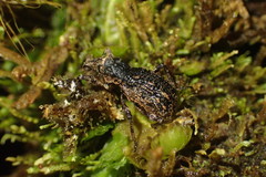 Anagotus helmsi