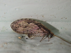 Wesmaelius subnebulosus