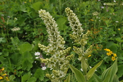 Veratrum grandiflorum