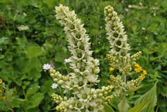 Veratrum grandiflorum