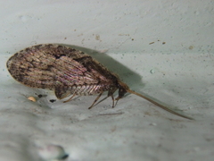 Wesmaelius subnebulosus