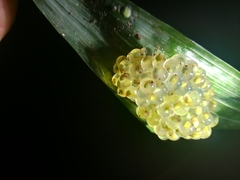 Agalychnis moreletii