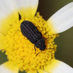 Falsomelyris granulata
