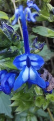 Salvia pichinchensis