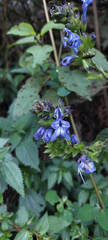 Salvia pichinchensis