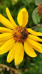 Astylus vittaticollis