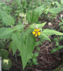 Zexmenia brachylepis