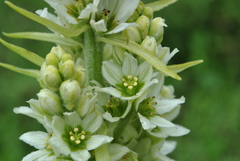 Veratrum grandiflorum