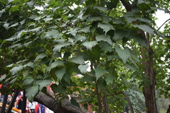 Catalpa bungei