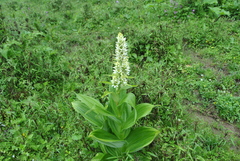 Veratrum grandiflorum