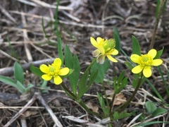 Ranunculus inamoenus