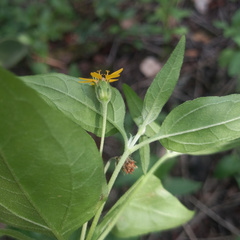 Zexmenia brachylepis