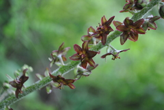 Veratrum nigrum