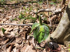 Trillium sessile