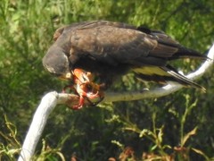 Zilchiopsis collastinensis