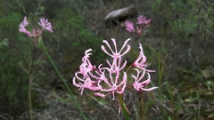 Nerine